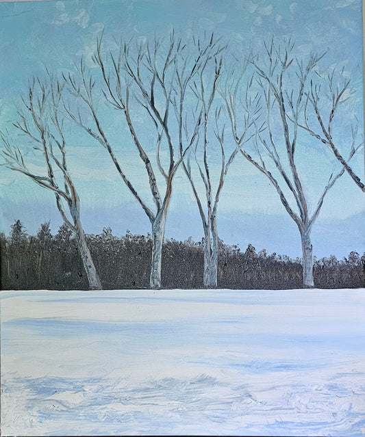 Silver birch in winter