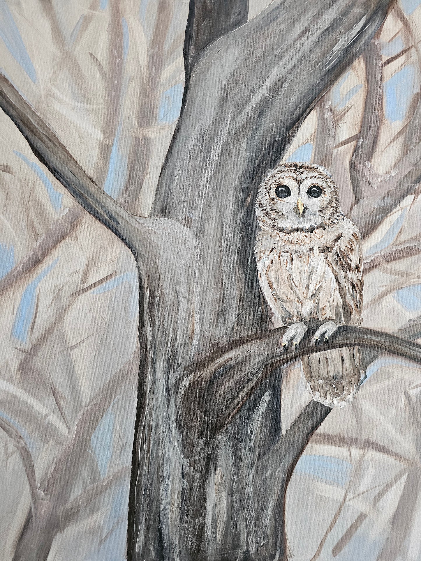 Barred Owl